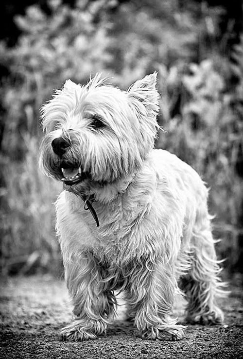 Фотография собаки в чёрно-белом